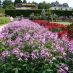 Alberghi a Baden-Baden - rosengarten - rosegarten (5)