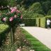 Alberghi a Baden-Baden - rosengarten - rosegarten (7)