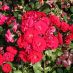 Alberghi a Baden-Baden - rosengarten - rosegarten (9)