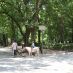 Rome Hotels - villa borghese - 25 giugno 2009 249 (Large)