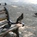 Rome Hotels - villa borghese - 25 giugno 2009 254 (Large)