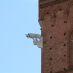 Alberghi a Siena - palazzo pubblico - 15 ago 082 (Large)