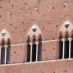 Alberghi a Siena - palazzo pubblico - 15 ago 093 (Large)