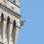 Alberghi a Siena - siena italy by albert binghan (14)