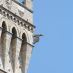 Hôtels à Sienne - siena italy by albert binghan (14)